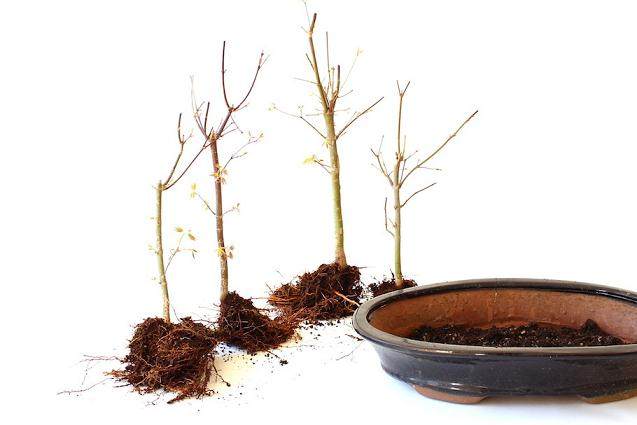 图解 春季是制作丛林盆景的最好时候