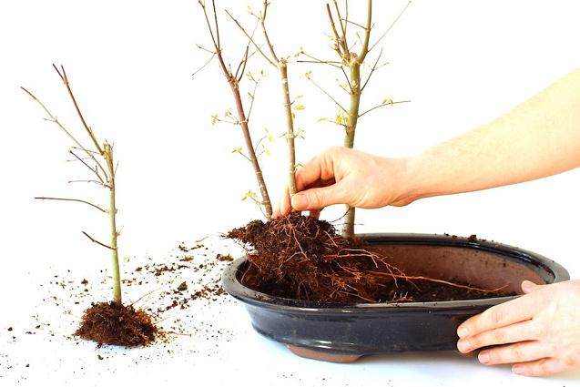 图解 春季是制作丛林盆景的最好时候