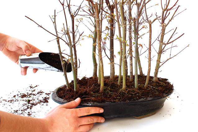 图解 春季是制作丛林盆景的最好时候