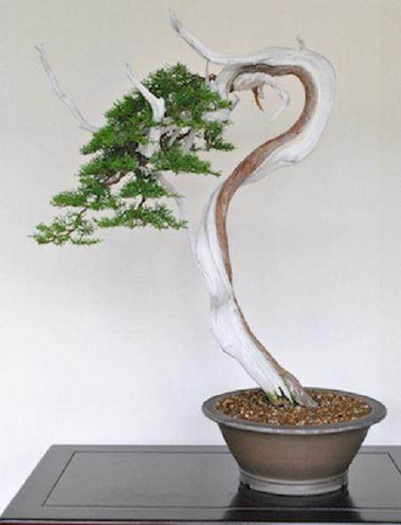 图解 如何用铝和铜给柏树盆景蟠扎