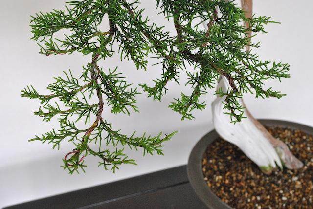 图解 如何用铝和铜给柏树盆景蟠扎