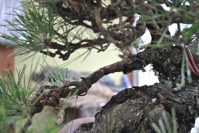 案例研究2:日本黑松盆景的蟠扎