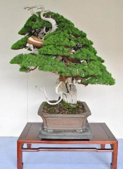 图解 案例研究2 日本黑松盆景的蟠扎