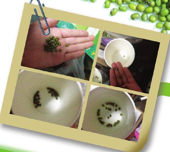 美化家庭环境的绿豆小盆景