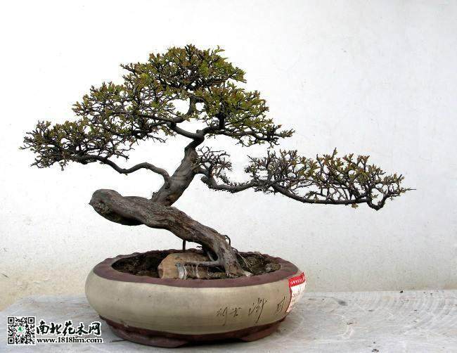 略谈盆景在日常生活中的功能作用