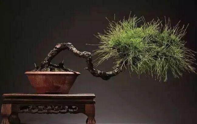 略谈盆景在日常生活中的功能作用