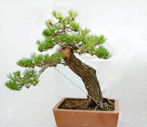 广州有一批盆景爱好者组成了盆景俱乐部