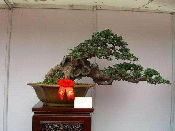 南京盆景产业现状及发展对策