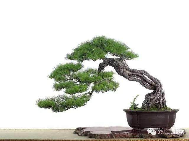 南京盆景产业现状及发展对策