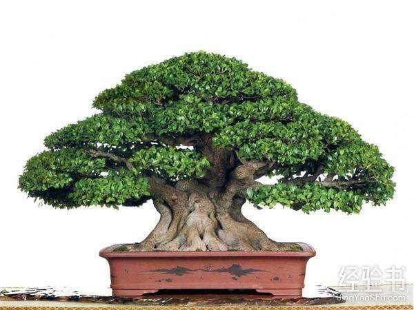 如皋举办了首届中国杯盆景大赛 共有16个省