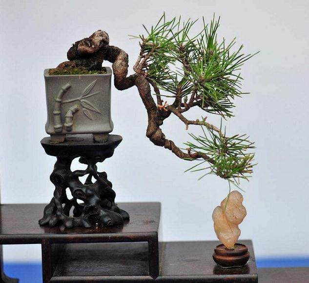 石器时代的盆景不可能用于农业生产