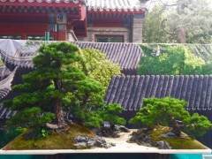不少荣获大奖的盆景精品首次进北京展出