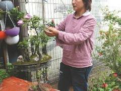 郭晓斌 醉心盆景制作已经十余年了