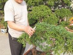 胡继安便置身于他的盆景园中修修剪剪