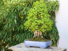 银杏特定盆景怎么养护的指南