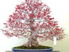 日本美洲冬青的特定盆景养护指南