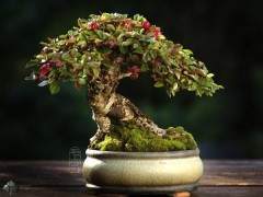 栒子盆景怎么养护的指导