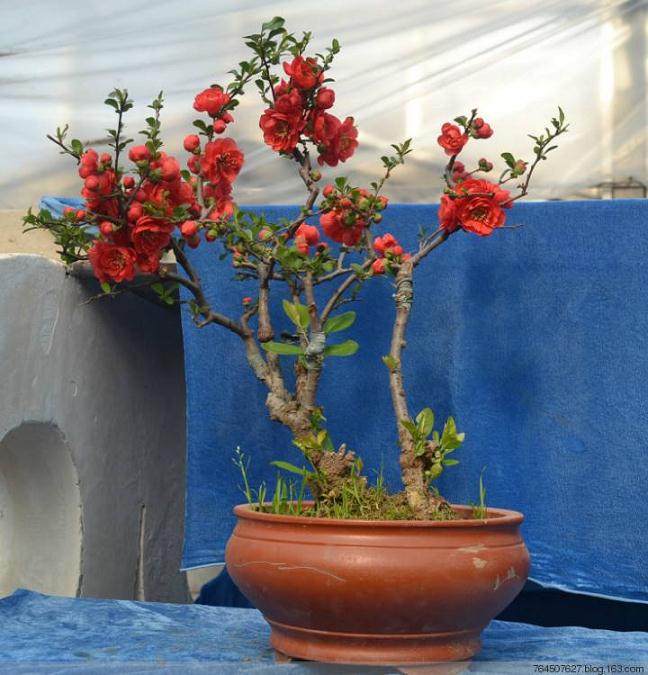对于海棠盆景的具体养护指南