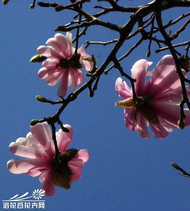 星木兰盆景怎么浇水施肥的方法 图片