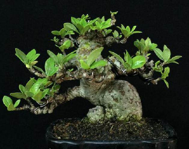 栀子盆景树的养护指南