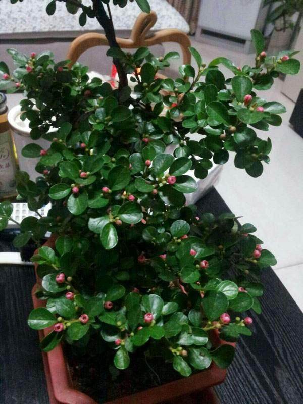 栒子盆景的养护指导