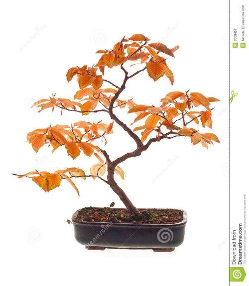 角树和山毛榉的盆景养护指南