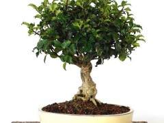 日本冬青盆景树怎么施肥养护的方法 图片