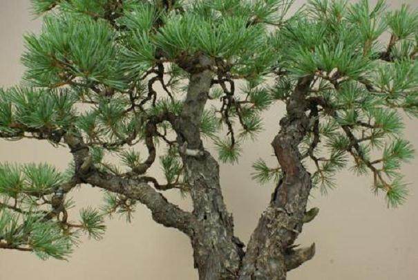 老外谈杜松盆景的浇水 施肥 修剪