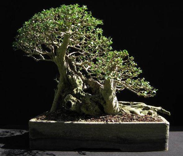 女贞盆景树的养护指南