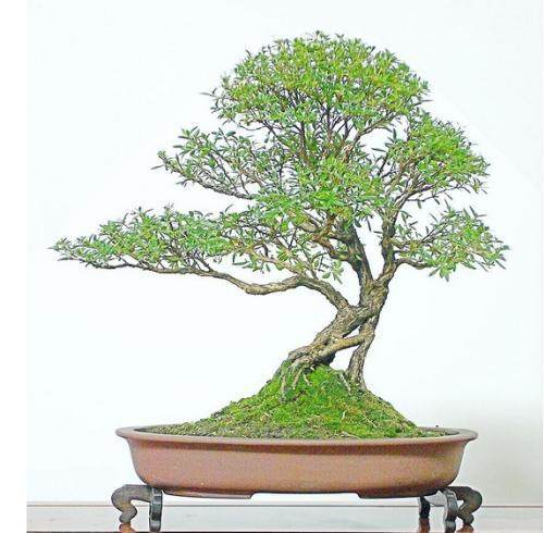 六月雪盆景的浇水 施肥 修剪