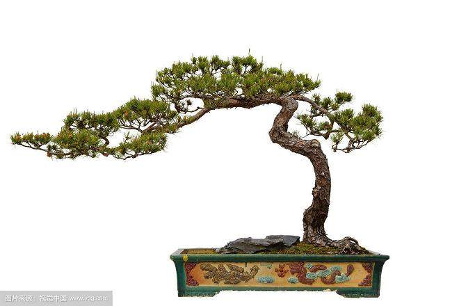 春天松树盆景的浇水 施肥 修剪