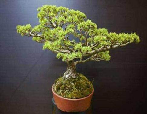 杜松盆景怎么发芽养护的指南 图片