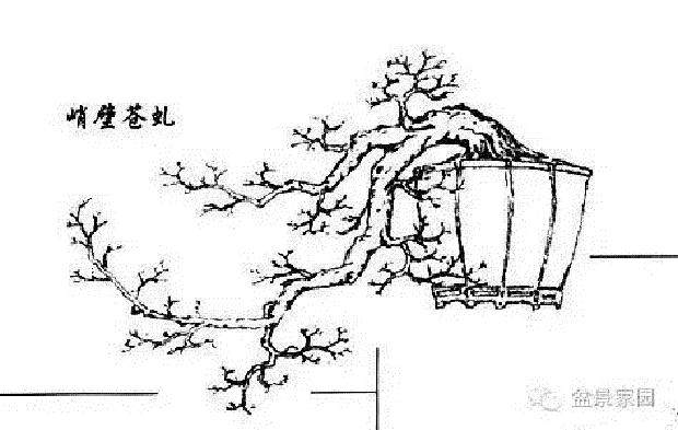 致敬大师 静悟盆景造型百态图 2