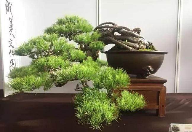 看季松树盆景如何浇水的2个步骤