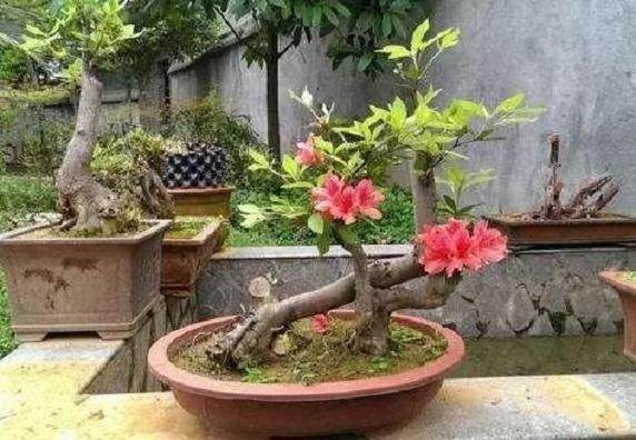 树桩盆景一般多久翻盆换土一次最合适