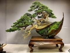 最疯狂和最不寻常的10棵盆景