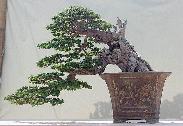 日本的盆景 -- 迷人的日本盆景世界