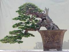 日本的盆景  迷人的日本盆景世界