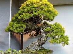 木村政彦的盆景花园