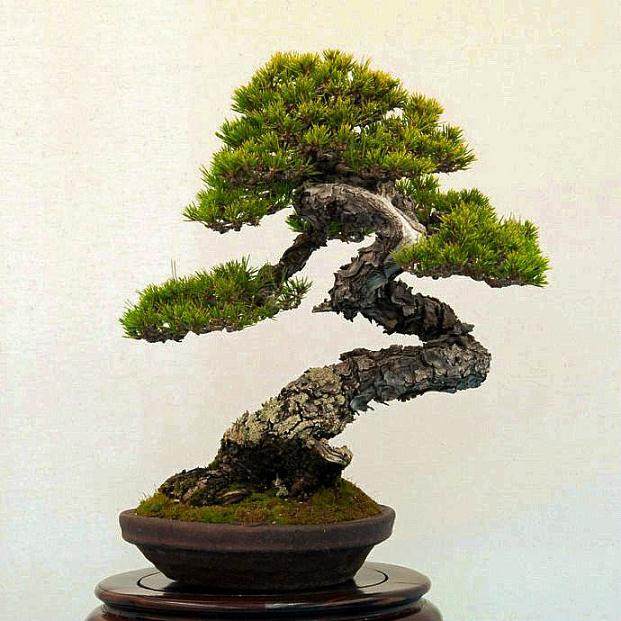 日本春花园盆景美术馆