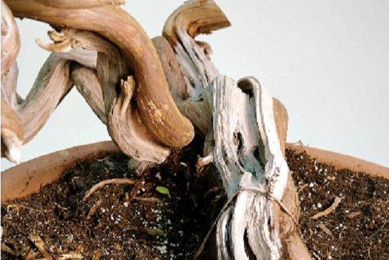 图解 大卫贝纳文特制作桧柏盆景的过程