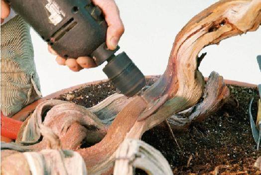 图解 大卫贝纳文特制作桧柏盆景的过程