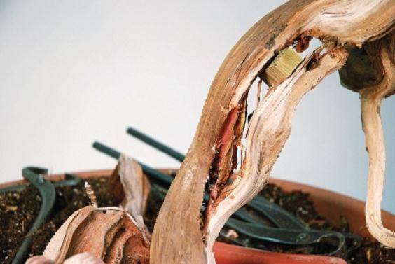 图解 大卫贝纳文特制作桧柏盆景的过程