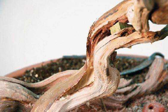 图解 大卫贝纳文特制作桧柏盆景的过程