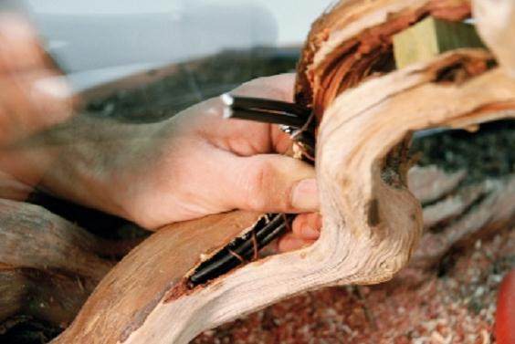 图解 大卫贝纳文特制作桧柏盆景的过程