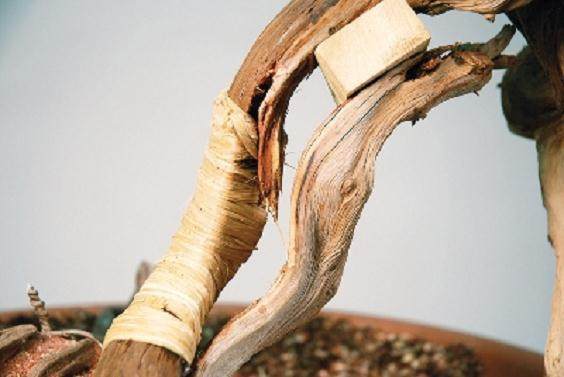 图解 大卫贝纳文特制作桧柏盆景的过程