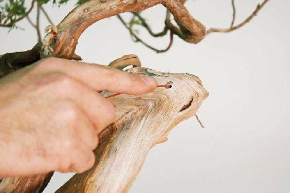 图解 大卫贝纳文特制作桧柏盆景的过程