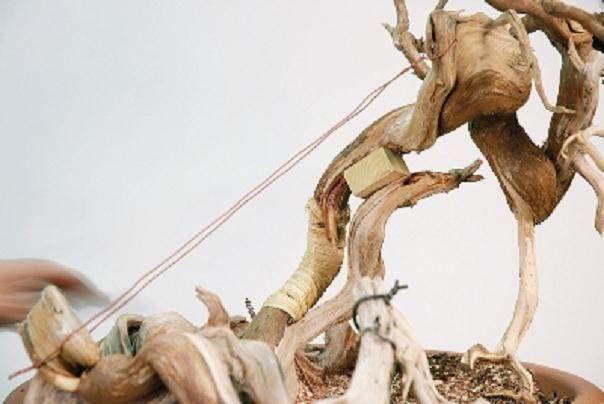 图解 大卫贝纳文特制作桧柏盆景的过程