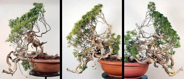 图解桧柏盆景的弯曲过程