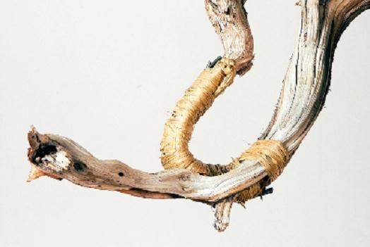 图解 桧柏盆景怎么弯曲的过程